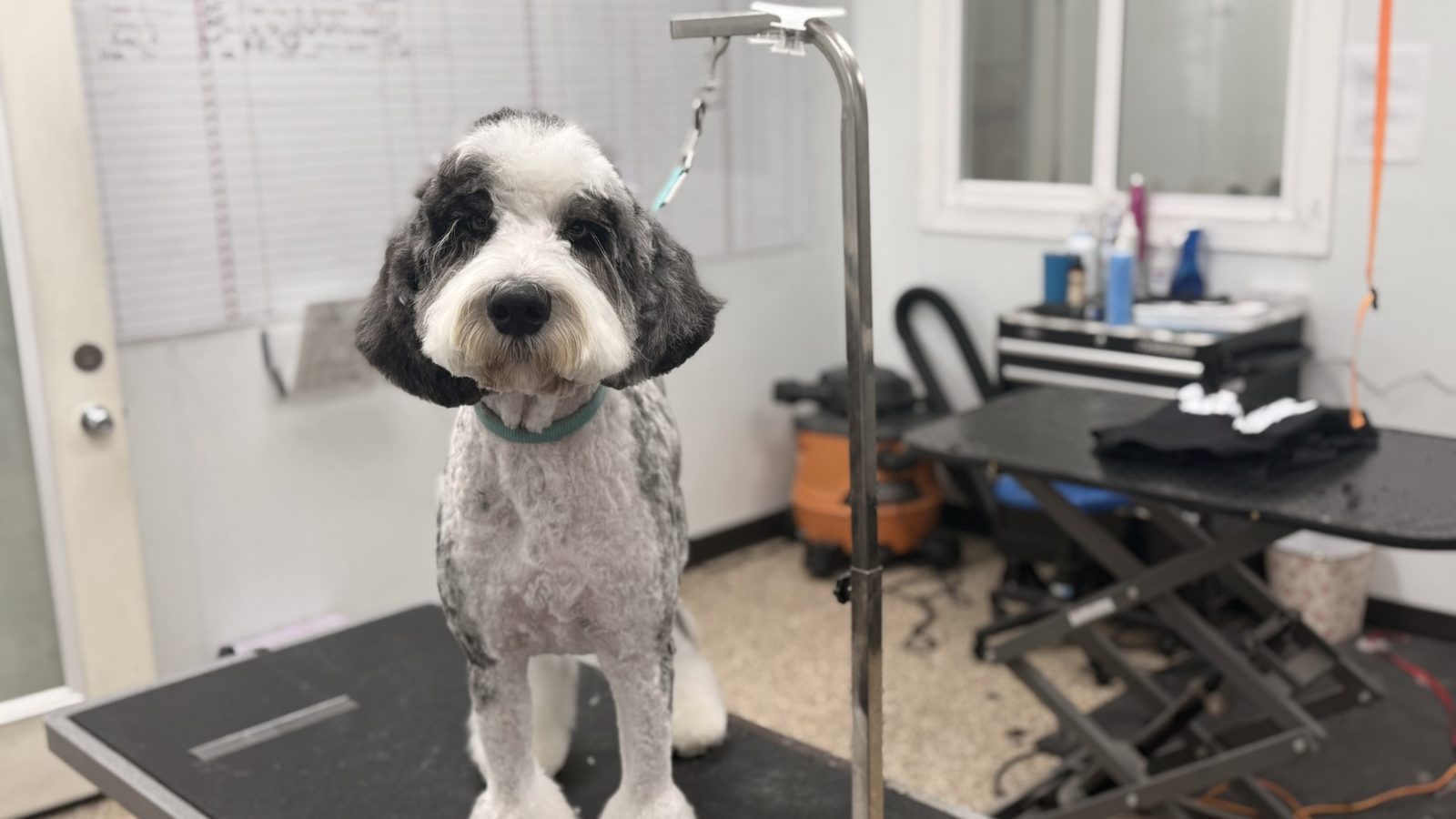 Sheepadoodle_Grooming_Pearland 1