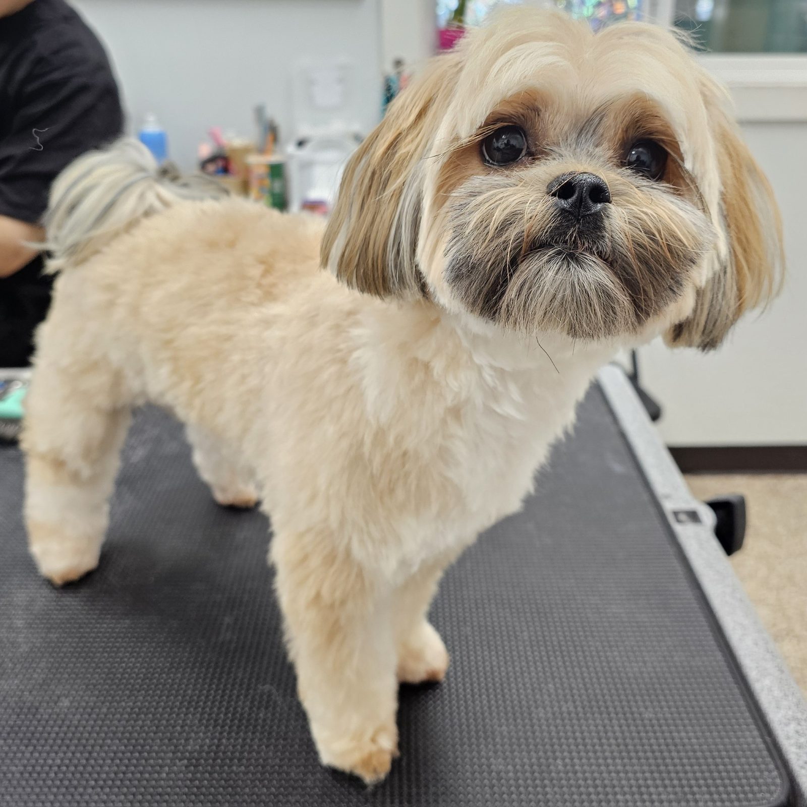 Shih Tzu _Grooming_Pearland 1