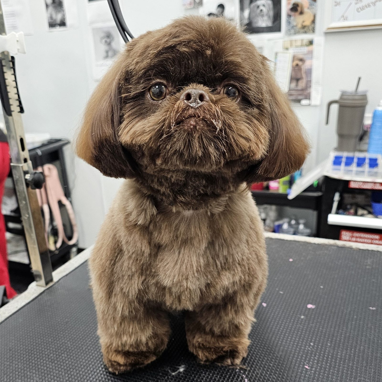 Shih Tzu _Grooming_Pearland 2