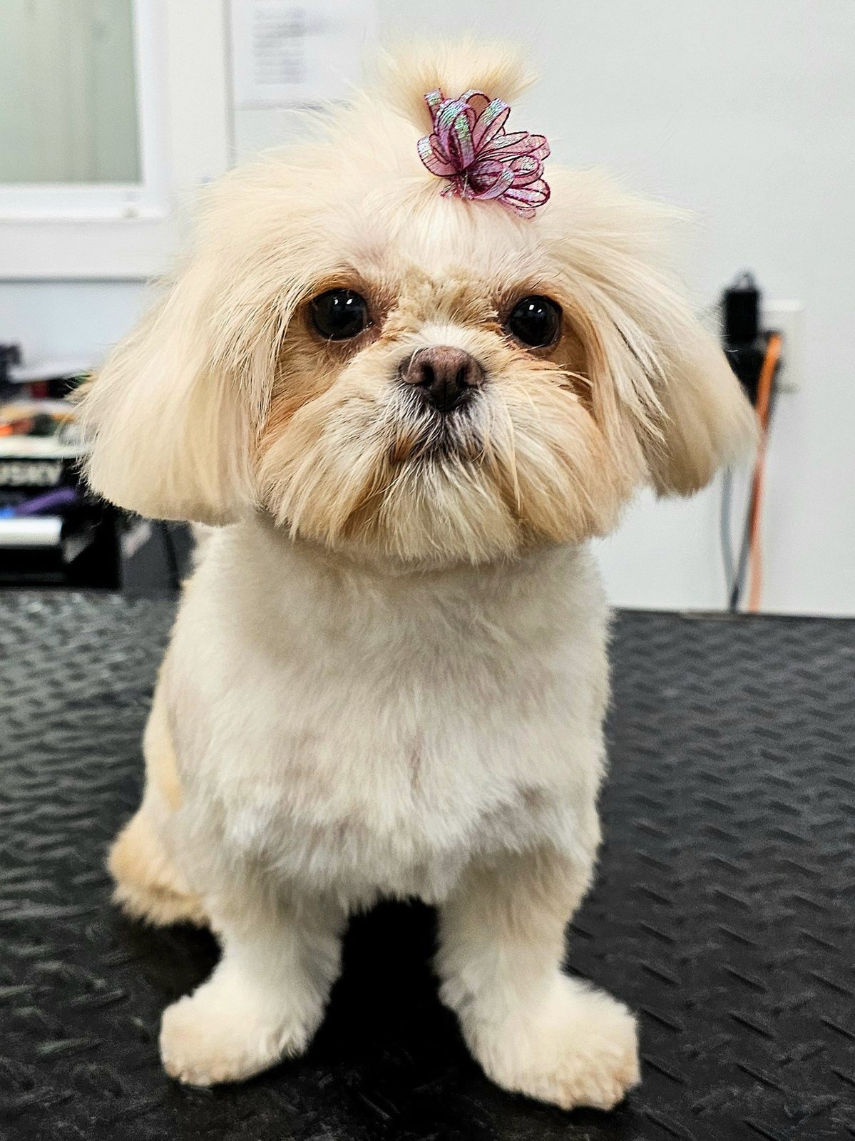 Shih Tzu_Grooming_Pearland 3