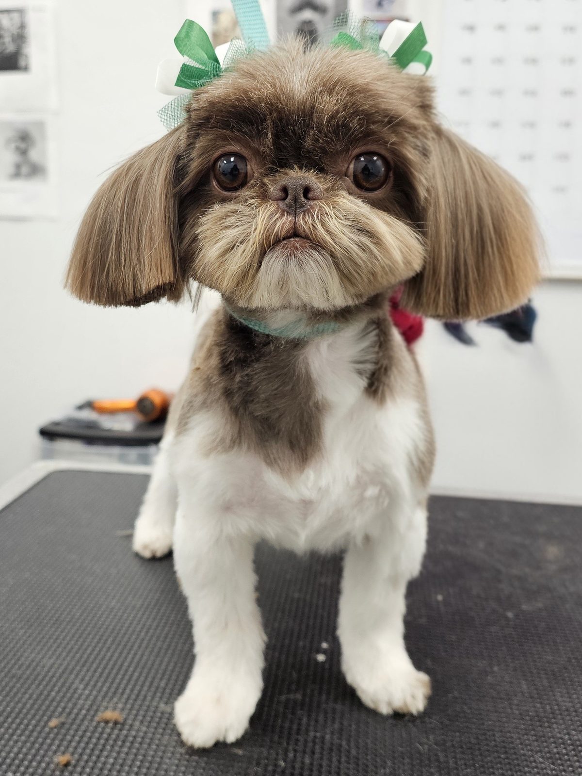 Shih Tzu_Grooming_Pearland