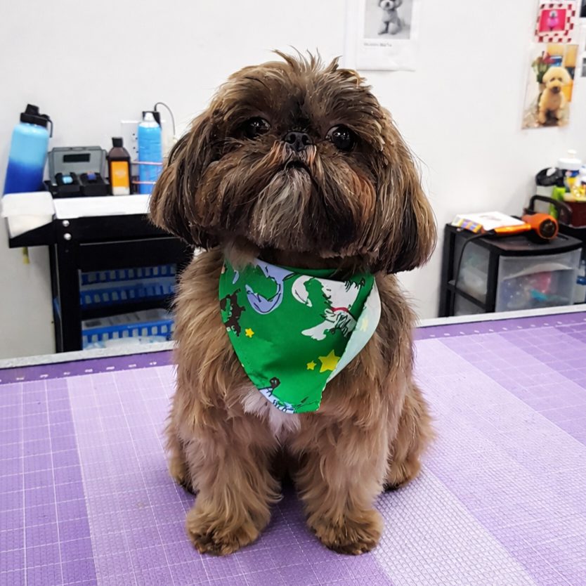 Shih Tzu_Grooming_Pearland