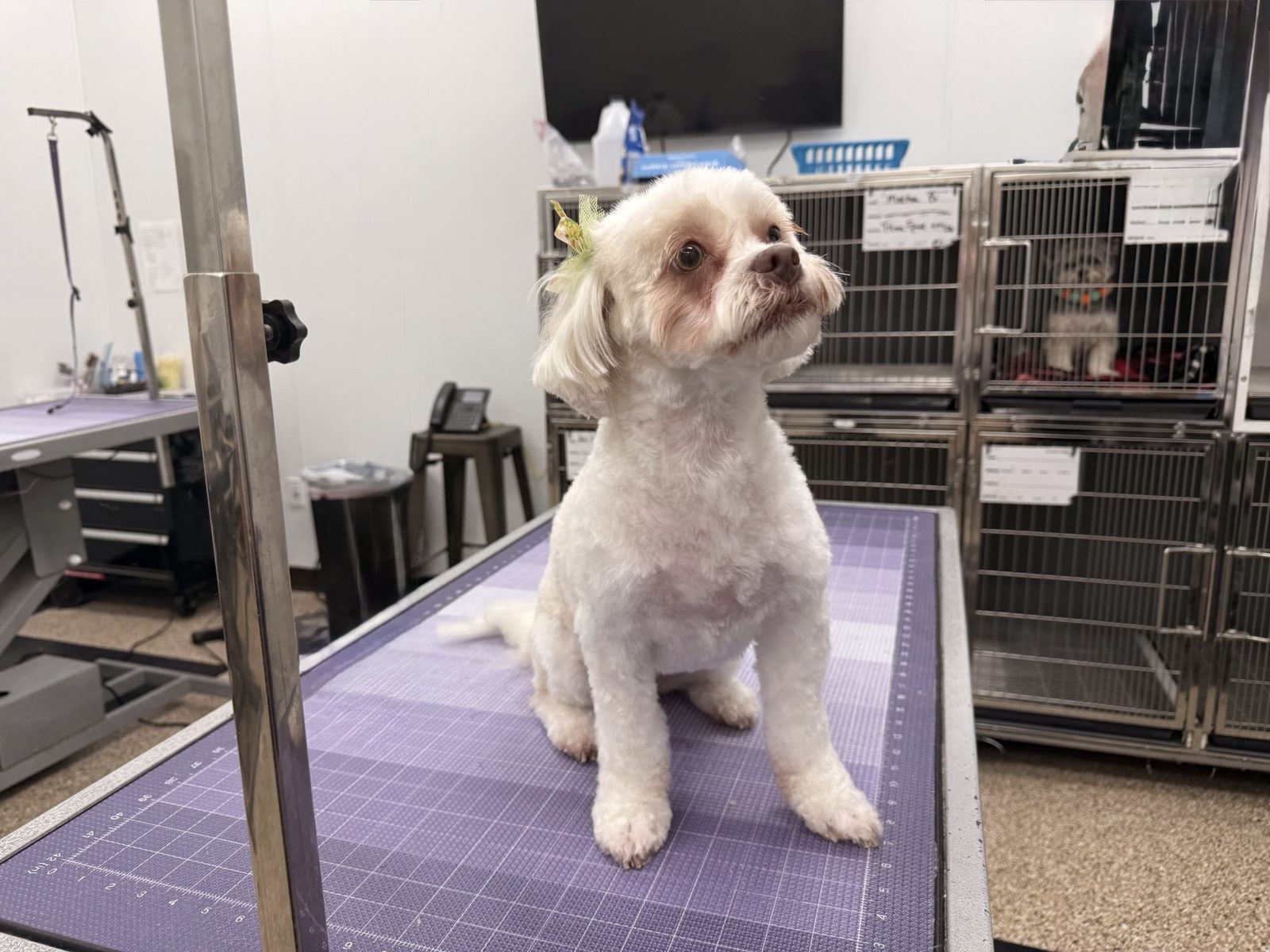 Shih_Tzu_Grooming_Pearland 1