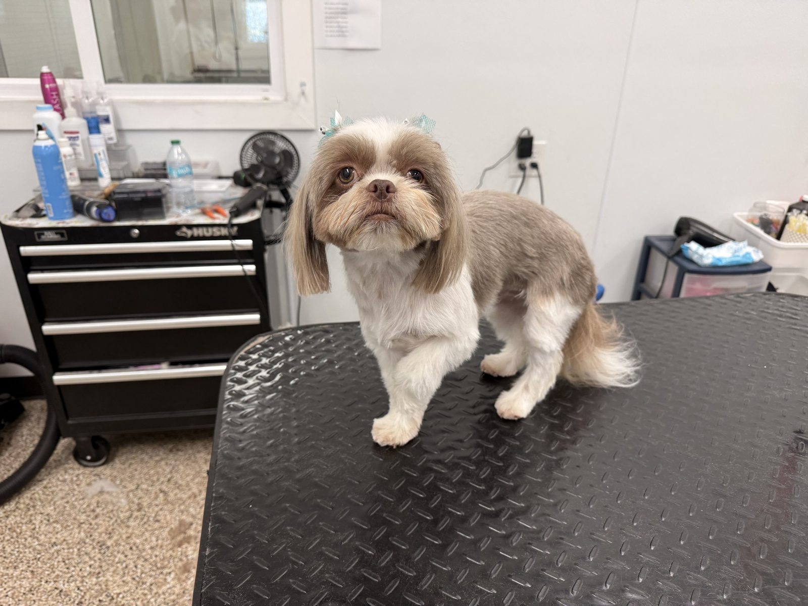 Shih_Tzu_Grooming_Pearland