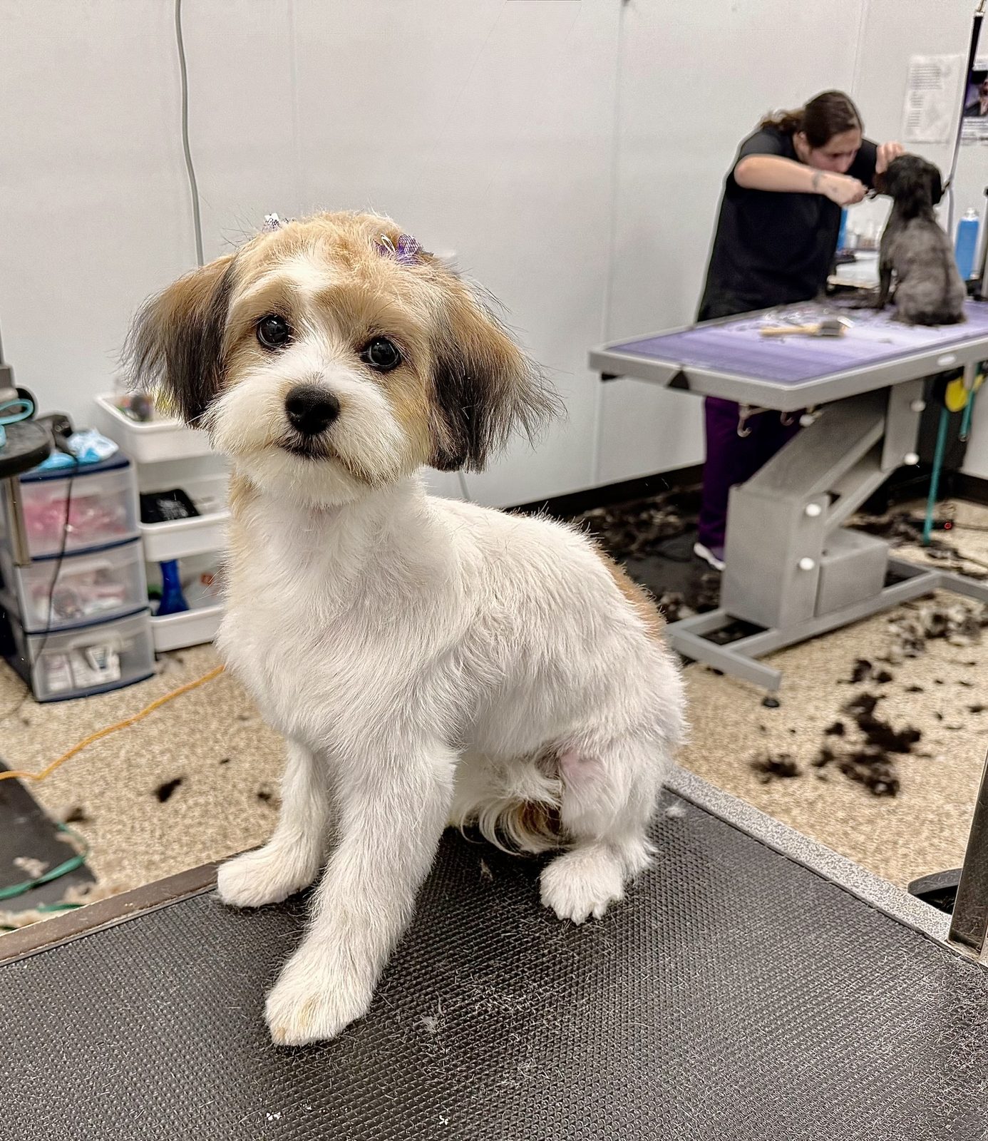 Shih_Tzu_Mix_Grooming_Pearland