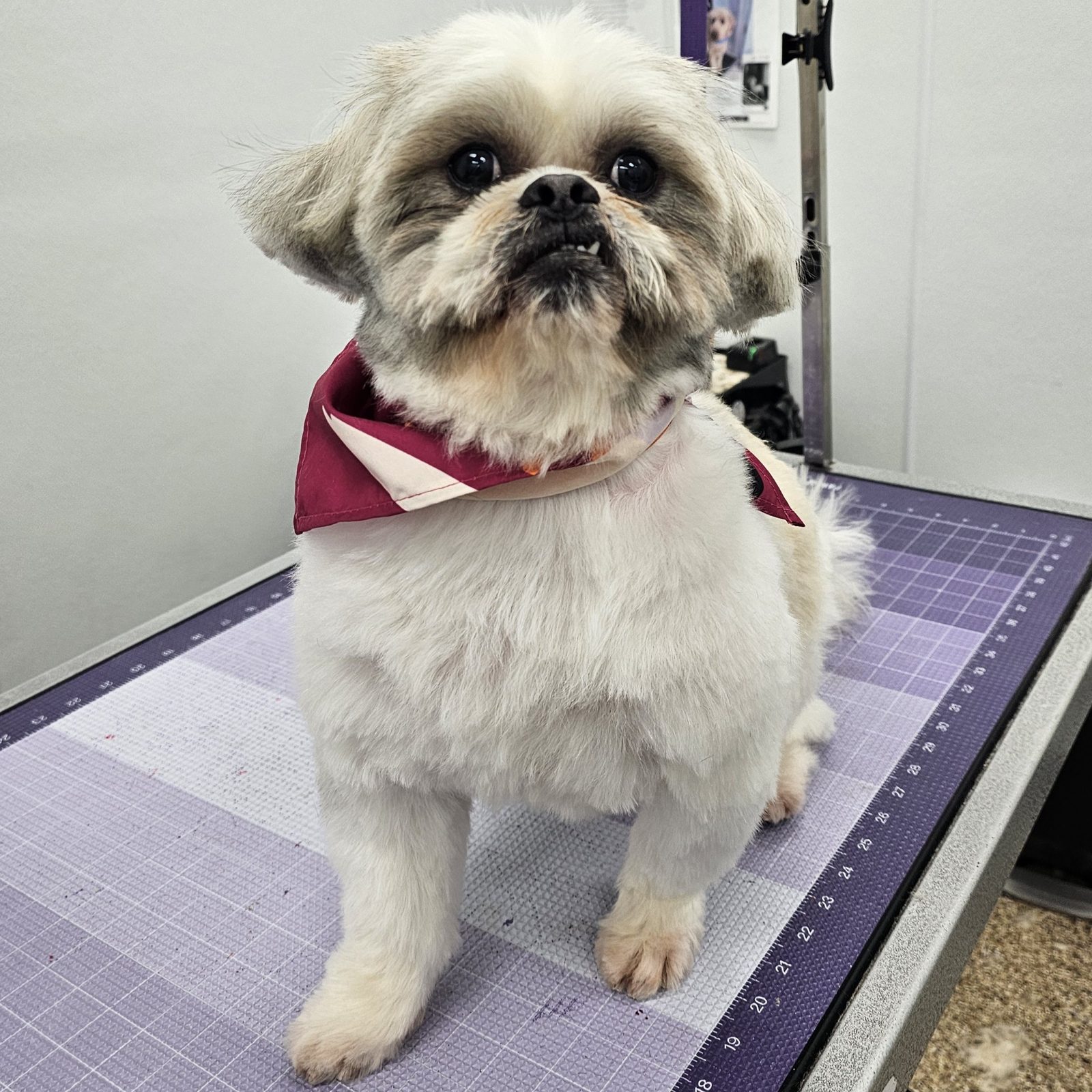 Shihtzu_Grooming_Pearland 1