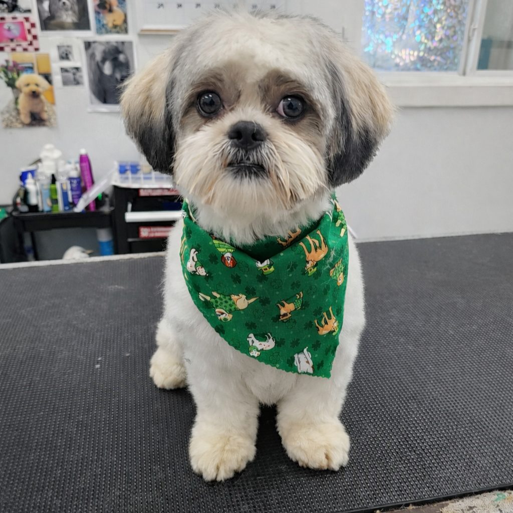 Shihtzu_Grooming_Pearland