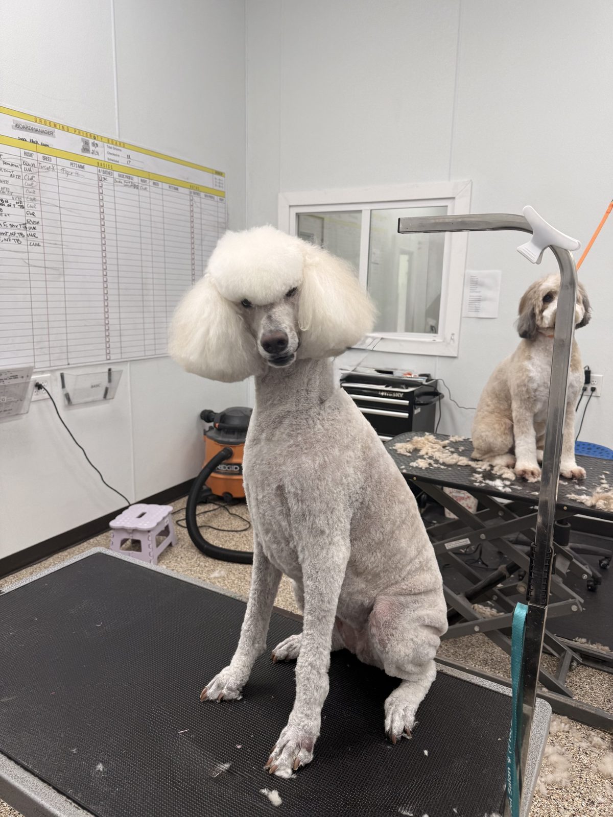 St.Poodle_Grooming_Pearland