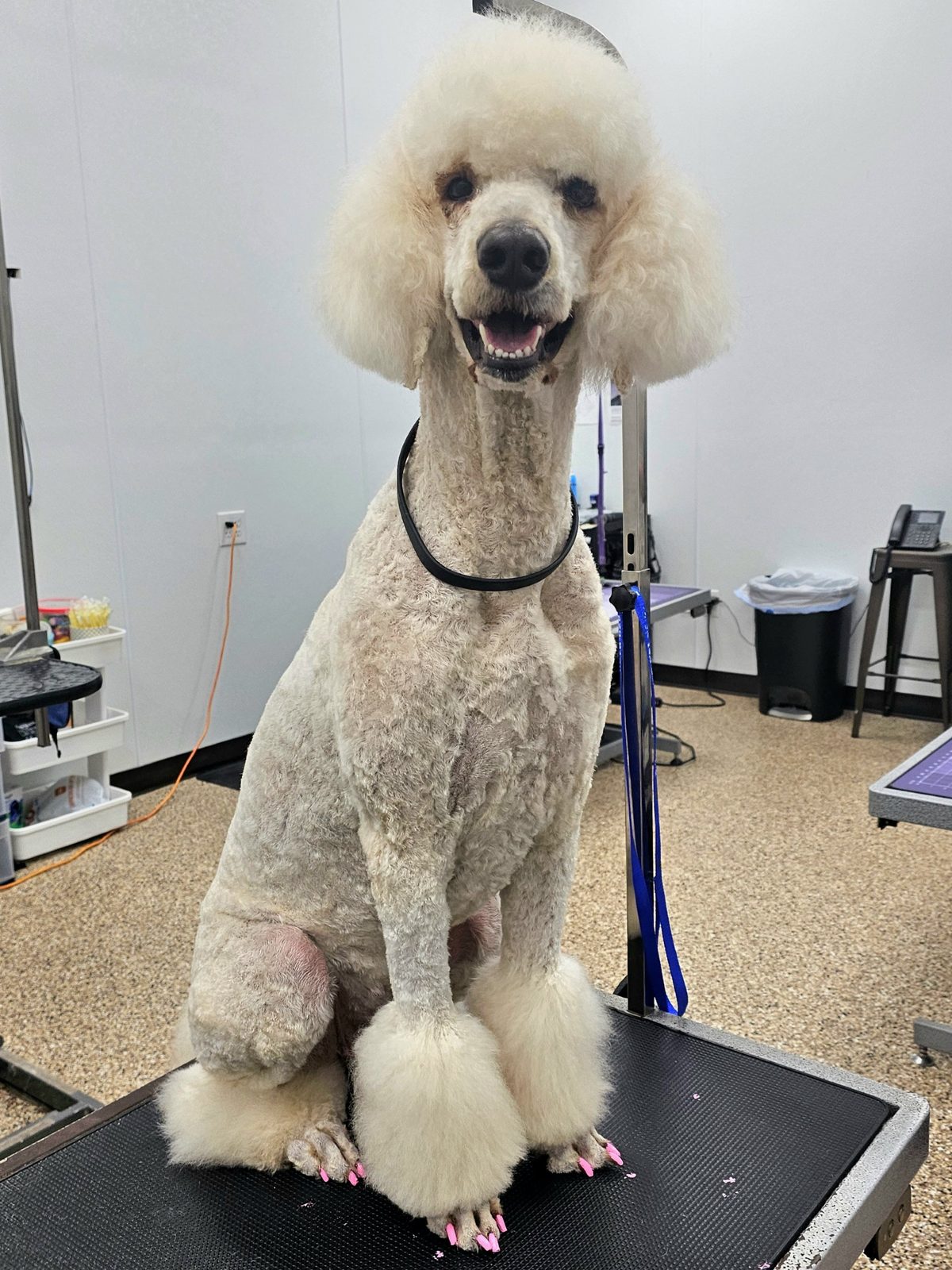 Standard Poodle_Grooming_Pearland 1