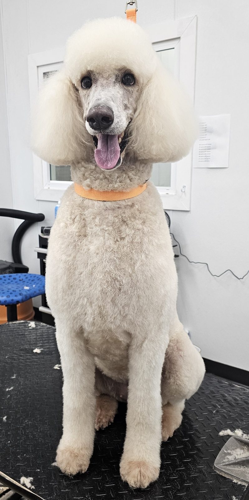 Standard Poodle_Grooming_Pearland 2