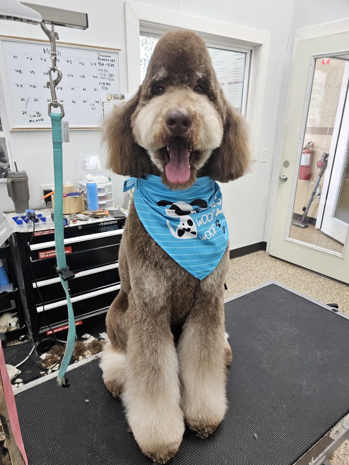 Standard Poodle_Grooming_Pearland