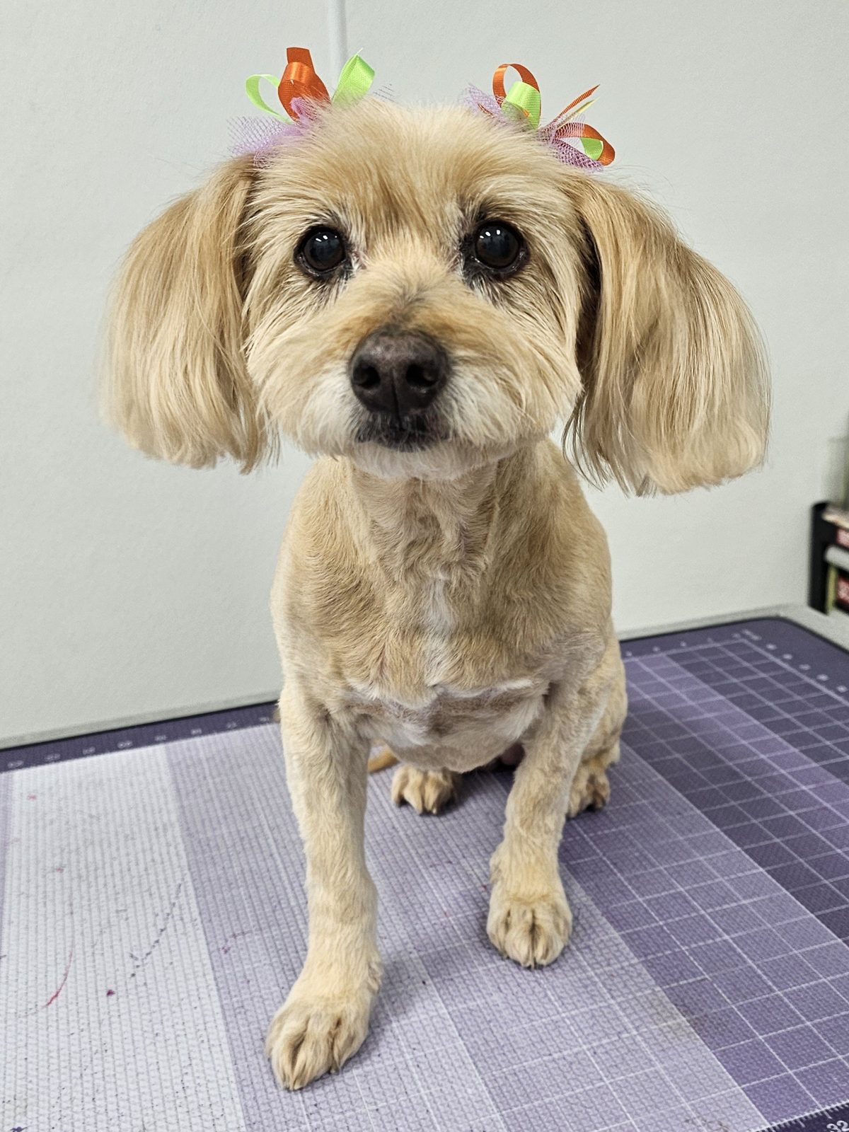 Terrier Mix_Grooming_Pearland