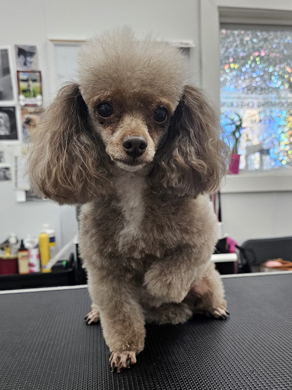 Toy Poodle_Grooming_Pearland 1