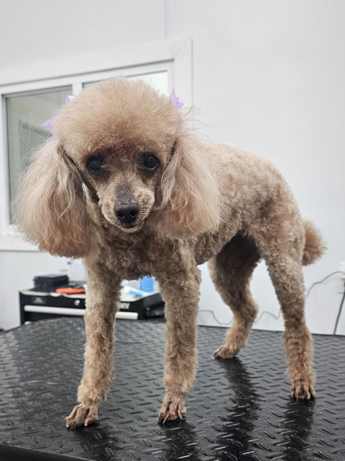 Toy Poodle_Grooming_Pearland 2