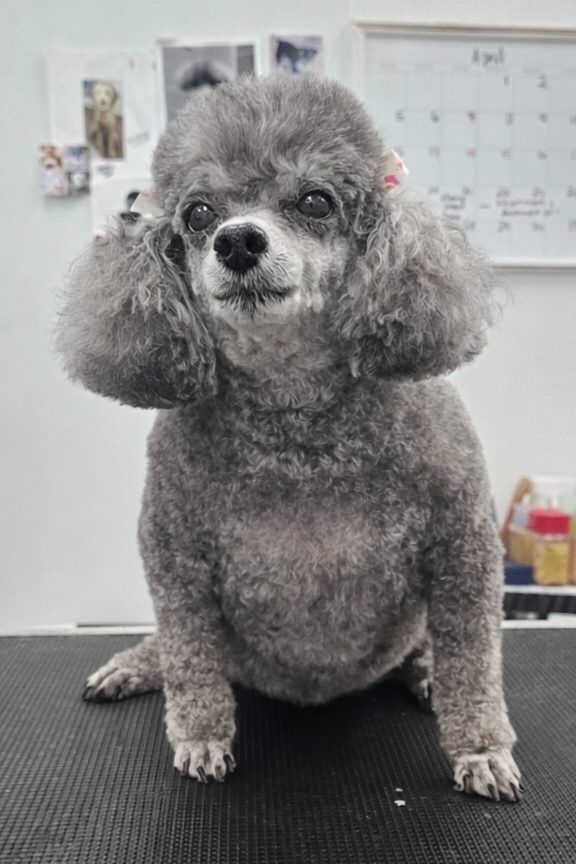 Toy Poodle_Grooming_Pearland 2