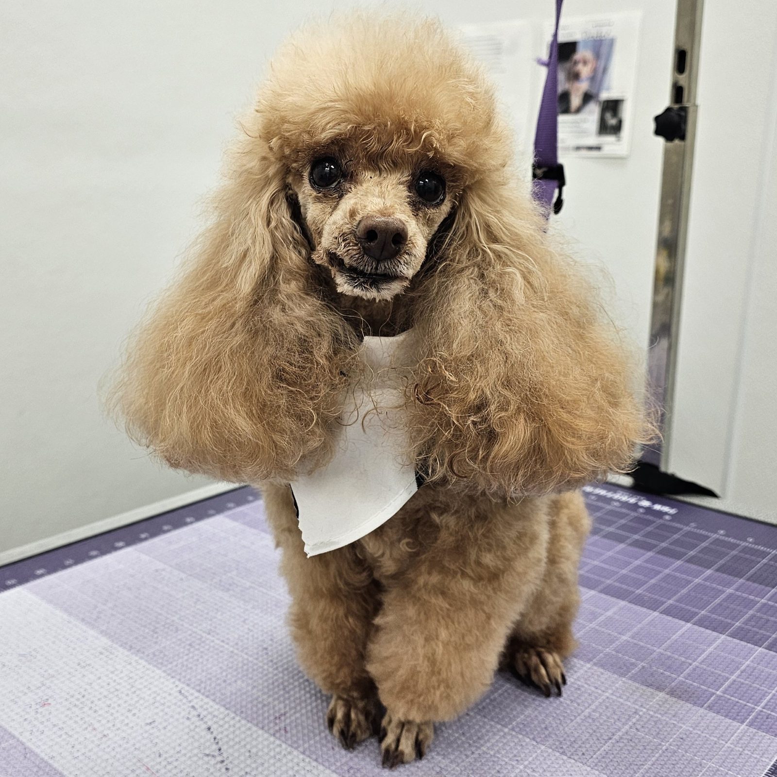 Toy Poodle_Grooming_Pearland 3
