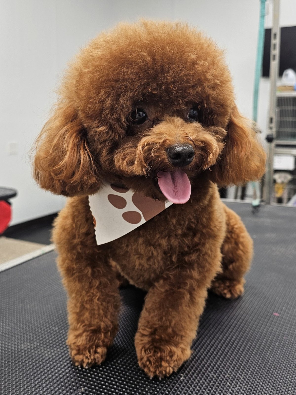 Toy Poodle_Grooming_Pearland 4