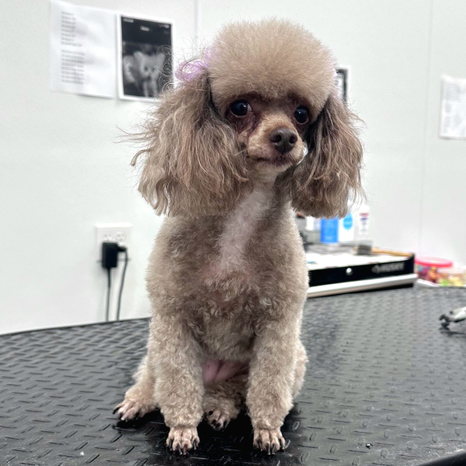 Toy_Poodle_Grooming_Pearland