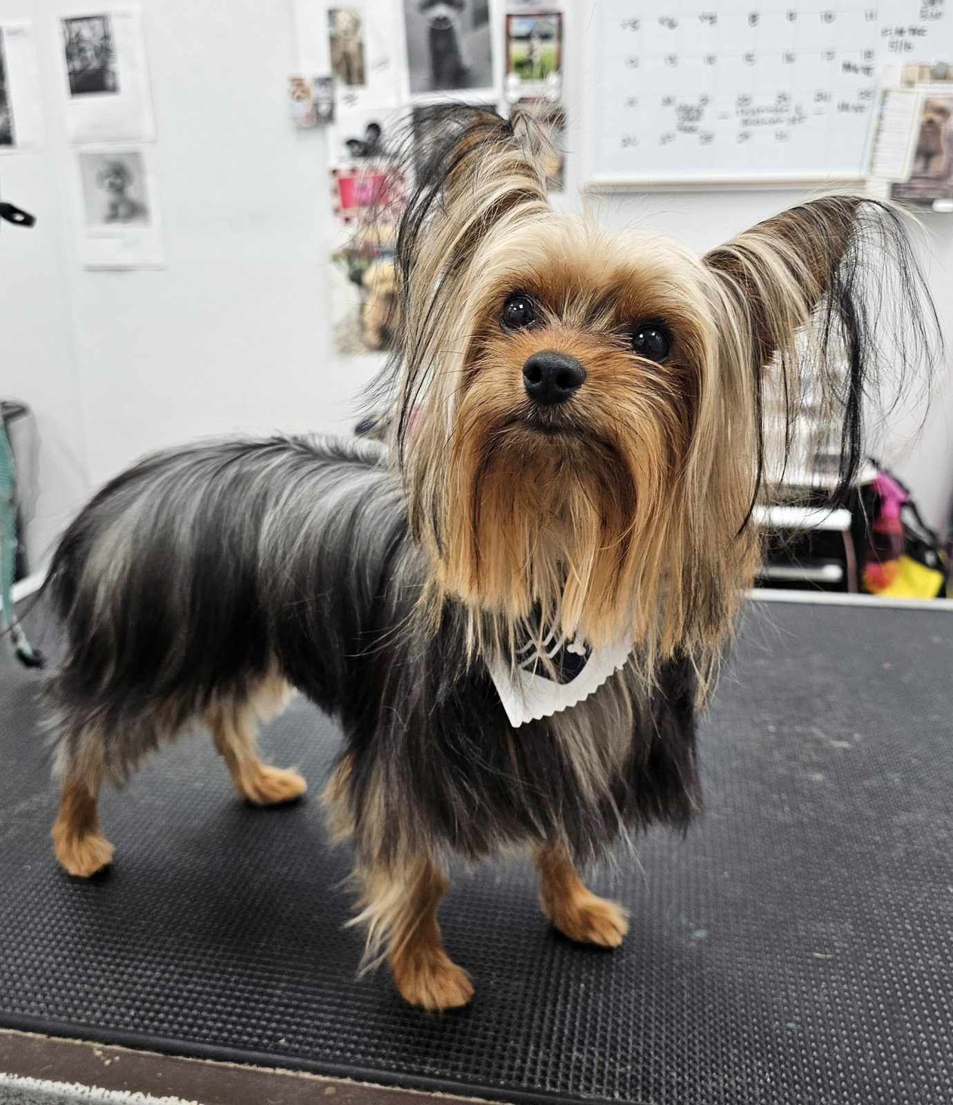 Yorkie_Grooming_Pearland 1