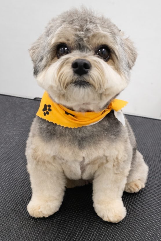 Yorkie_Grooming_Pearland