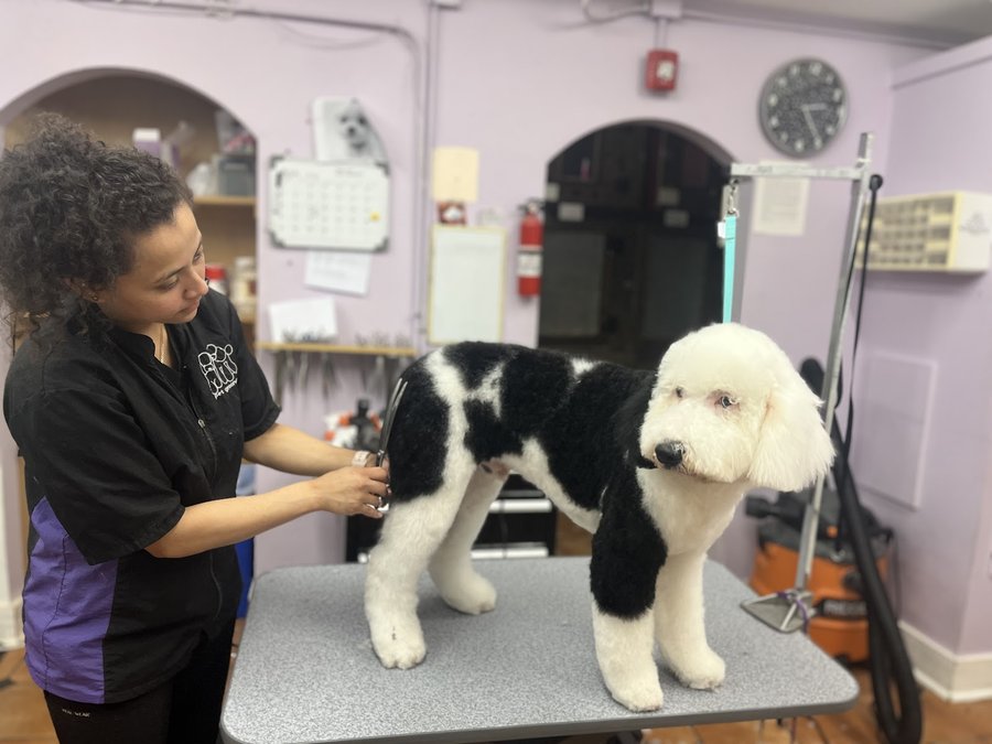 Professional groomer working with a dog at The Dog House Pet Salon