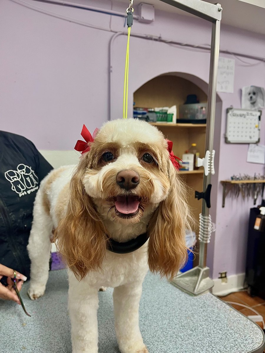 Happy freshly-groomed dog at The Dog House Pet Salon