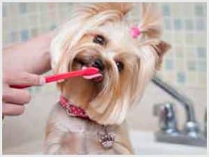 luscious paws dog grooming salon