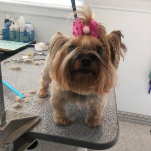 luscious paws dog grooming salon