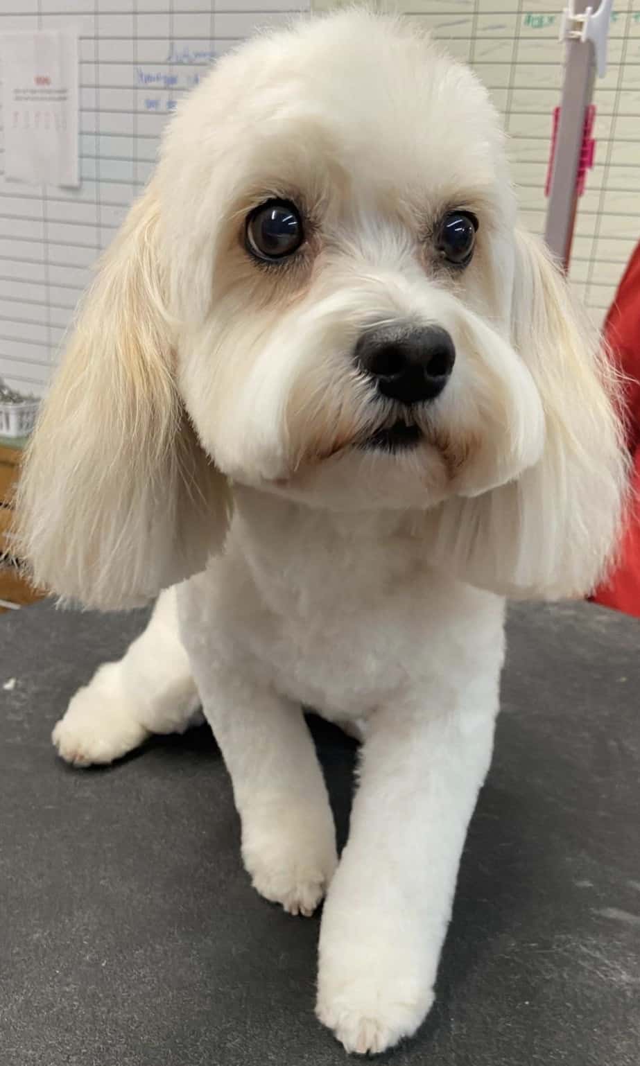 Havanese-Cavalier Mix - #1 Puppy Cut, Bear Head, Trim Ears Angled and Tail, Shellout | The House Pet Salon