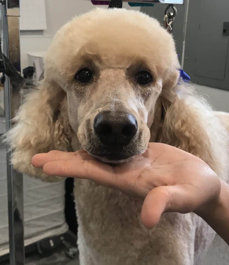 how to wash poodle face