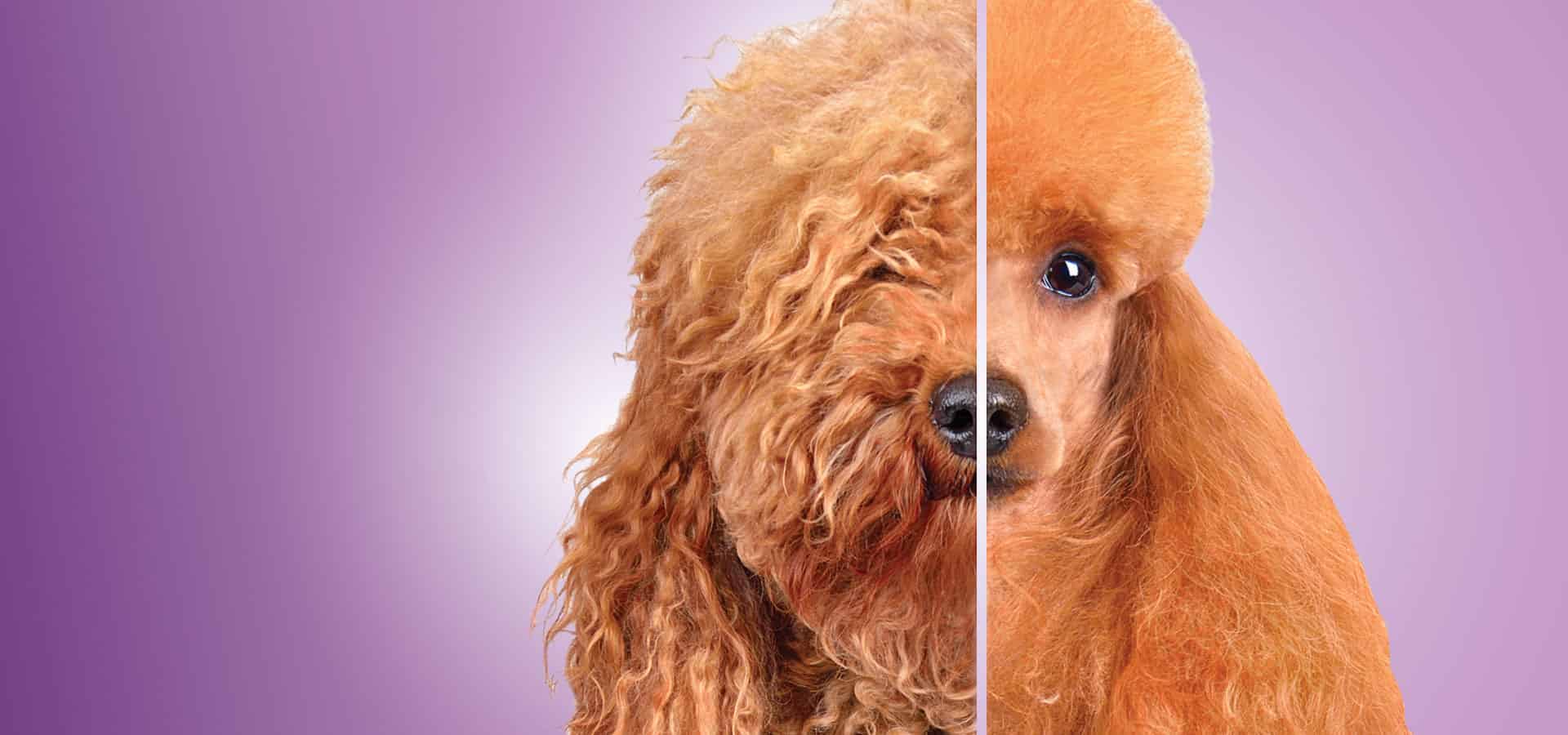 Pets hair salon near me best sale