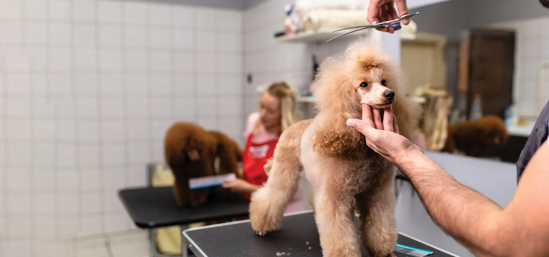 Dog Grooming, Boarding & Daycare Services The Dog House Pet Salon Houston