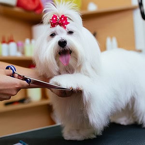 Dog Grooming Boarding Daycare Pet Groomers The Galleria