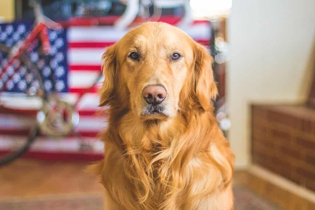 Neutered dog aggressive to unneutered shops dogs